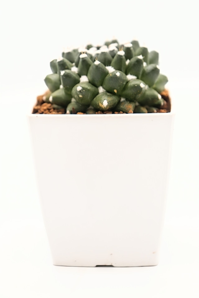 エルサム